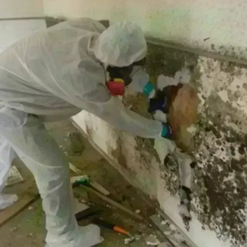 Mold Remediation and Removal in Granite Hills, CA